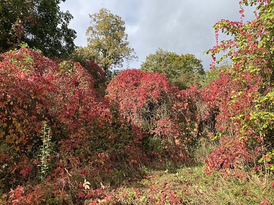 Spätes Septemberwetter (Foto: oas) Spätes Septemberwetter (Foto: oas)