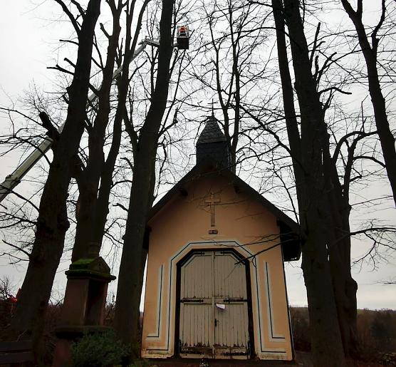 Baumuntersuchung im Stadtgebiet (Foto: Stadt Leinefelde-Worbis)