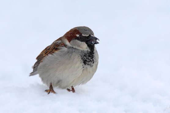 Der Haussperling ist in Th&uuml;ringen auf dem absteigenden Ast (Foto: Frank Drerer)