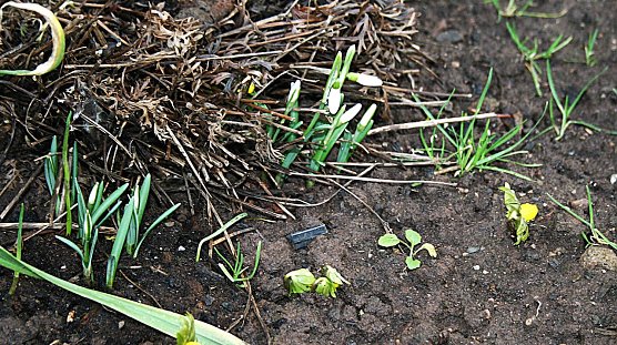 Erste Frühlingsboten in der Goldenen Aue (Foto: U.Reinboth) Erste Frühlingsboten in der Goldenen Aue (Foto: U.Reinboth)