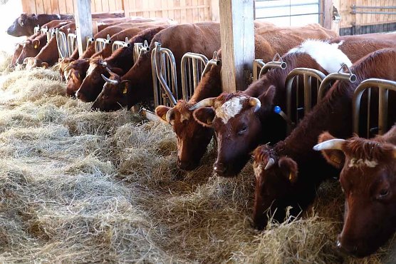 Rotbunte Zucht (Foto: Reinhard Jung) Rotbunte Zucht (Foto: Reinhard Jung)