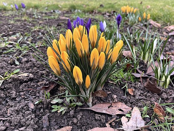 Der Frühling bricht sich unaufhaltsam Bahn (Foto: oas) Der Frühling bricht sich unaufhaltsam Bahn (Foto: oas)