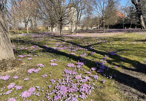 Bei deutlich steigenden Temperaturen bleiben die Nachtfr&ouml;ste erhalten (Foto: oas)