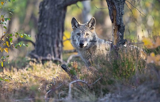 Vermehrt W&ouml;lfe in Th&uuml;ringen unterwegs (Foto: Kathleen Gerber)