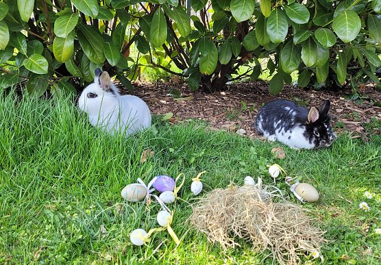 Ostern bei Familie Tritschler in Nohra bei Bleicherode (2.) (Foto: Familie Tritschler) Ostern bei Familie Tritschler in Nohra bei Bleicherode (2.) (Foto: Familie Tritschler)