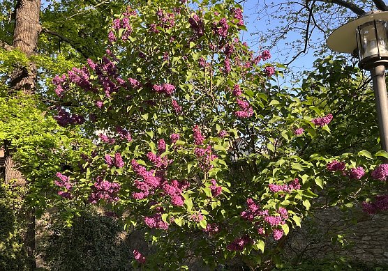 Flieder im Park (Foto: oas)