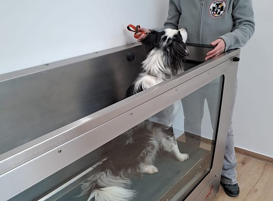 Rettungshundeausbildung im Eichsfeld (Foto: Theresa Behrendt) Rettungshundeausbildung im Eichsfeld (Foto: Theresa Behrendt)