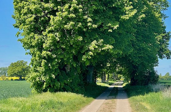 An der Müritz (1) (Foto: Volker Weickert) An der Müritz (1) (Foto: Volker Weickert)