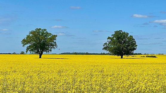 An der Müritz (2) (Foto: Volker Weickert) An der Müritz (2) (Foto: Volker Weickert)