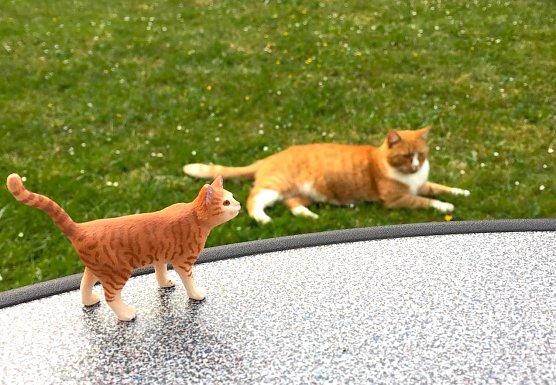 Kater Axel und sein Double (Foto: Stephanie Ullrich aus Nordhausen)
