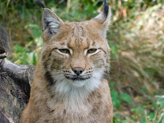 Luchsdame Katja (Foto: Fiene Sch&ouml;nknecht)