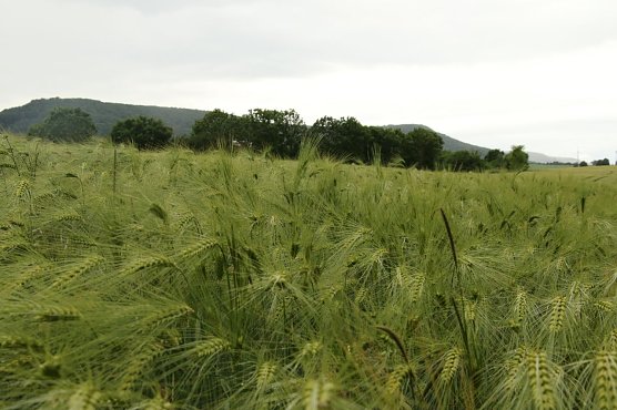 Wetterbild (Foto: agl) Wetterbild (Foto: agl)