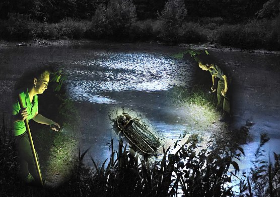 Nacht der Glühwürmchen (Foto: J.Retzek) Nacht der Glühwürmchen (Foto: J.Retzek)