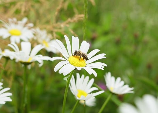 Wildblumenwiesen bieten Bienen und anderen Insekten wertvollen Lebensraum. (Foto: James Michael Saxon Young)