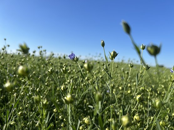 Flachsbl&uuml;te bei Leimbach (Foto: Susanne Th&uuml;mel)