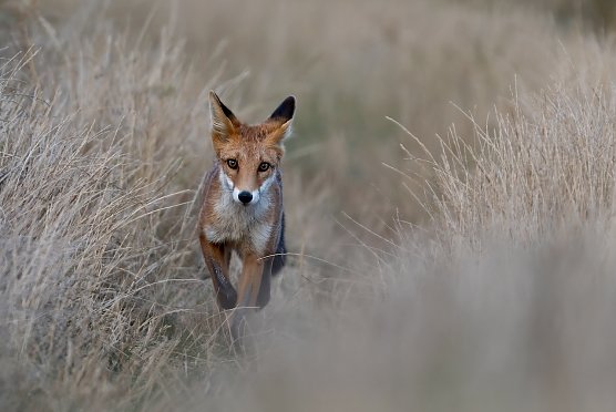 Fuchs am Abend (Foto: Andreas Berndt)
