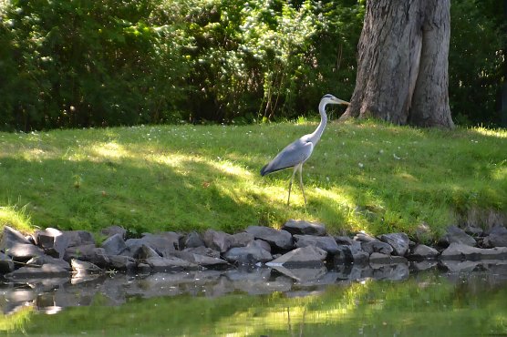 Graureiher am See in Ellrich (Foto: Nancy L&uuml;decke)