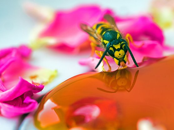 Eine Wespe labt sich am Honig (Foto: H. Brudke) Eine Wespe labt sich am Honig (Foto: H. Brudke)