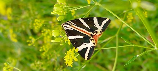 Falter Russischer B&auml;r, auch als  Spanische Flagge bekannt (Foto: Steffen Liesegang)