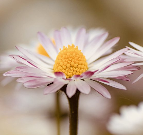 G&auml;nsebl&uuml;mchen, will hoch hinaus (Foto: Yvonne Werner)
