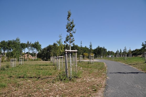Ereignisb&auml;ume zur Landesgartenschau (Foto: Ilka K&uuml;hn)