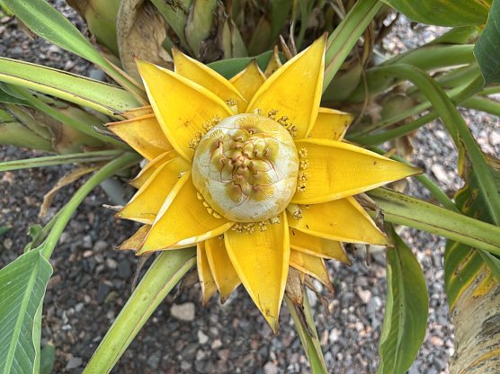 Blütenpracht im Botanischen Garten (Foto: oas) Blütenpracht im Botanischen Garten (Foto: oas)