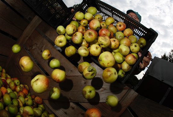 Eigener Saft aus dem Obst (Foto: NABU/ Bernd Schaller) Eigener Saft aus dem Obst (Foto: NABU/ Bernd Schaller)