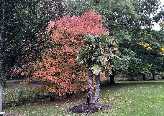 Herbst im Kurpark Bad Langensalza (Foto: oas) Herbst im Kurpark Bad Langensalza (Foto: oas)