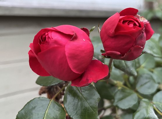 Die letzten Herbstrosen (Foto: oas)