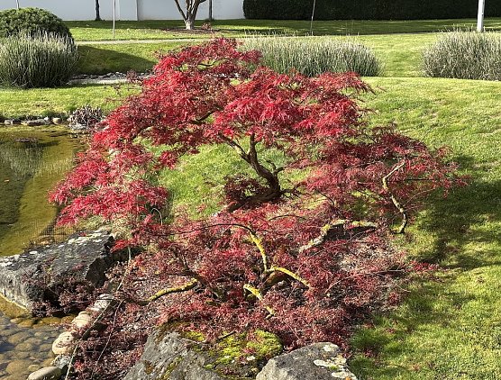 Herbst in Bad Langensalza (Foto: oas) Herbst in Bad Langensalza (Foto: oas)