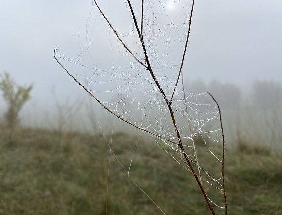 Ruhiges, nebliges Herbstwetter erwartet (Foto: oas)