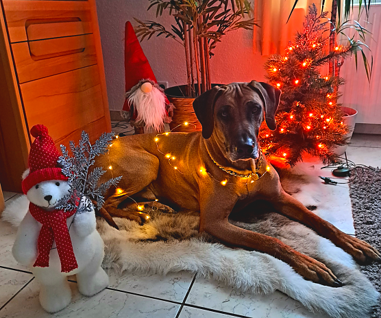 Rhodesian Ridgeback R&uuml;de Asani bereitet sich auf Weihnachten vor (Foto: Marina H&ouml;xtermann)