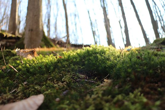 Im Fr&uuml;hjahr tut sich am Waldboden so einiges. (Foto: agl)
