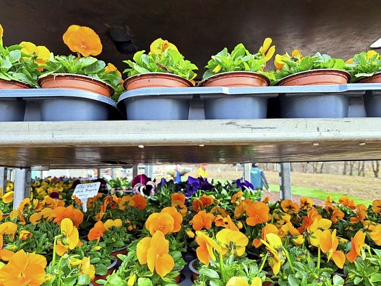 Fr&uuml;hbl&uuml;her stehen auf Paletten auf dem Laga-Gel&auml;nde in Leinefelde-Worbis.  (Foto: Ren&eacute; Wei&szlig;bach)