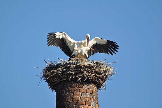 Wei&szlig;st&ouml;rche beim Liebesspiel.  (Foto: Klaus Schmidt)