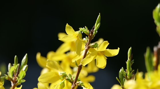 Forsythie (Foto: Volker Weickert)