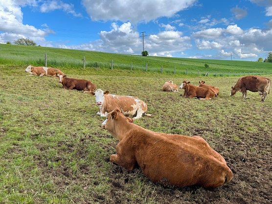 Symbolbild Wetter (Foto: ssc)