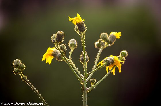 Bild: Wetter-Bild