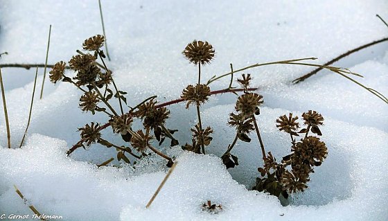 Bild: Wetter-Bild