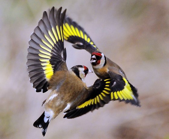 Bild: Fliegender Stieglitz