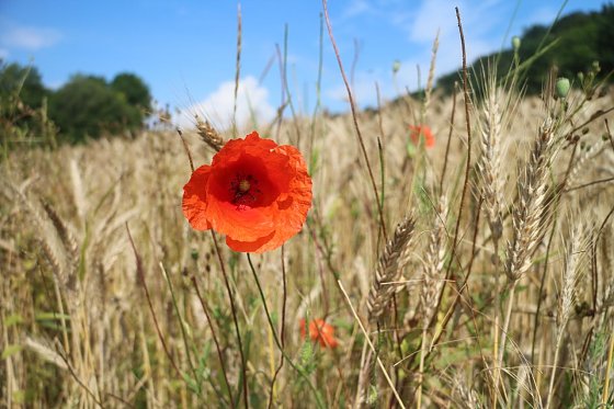 Bild: Sommerbild