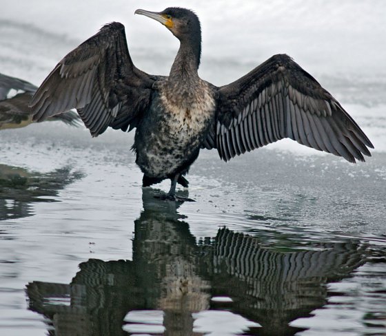 Bild: Kormoran im Winter