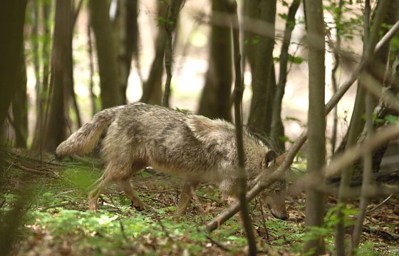 Bild: Wolf 