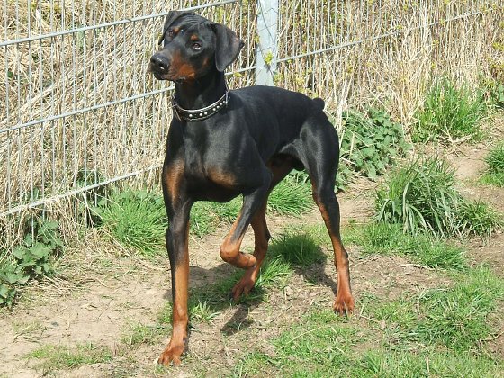 Bild: Kupierter Dobermann