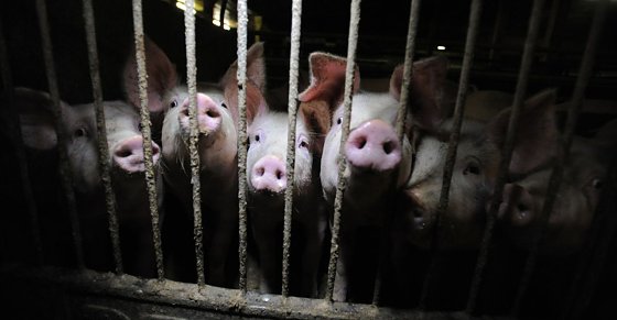 Bild: Auf Tierschutz hinweisen