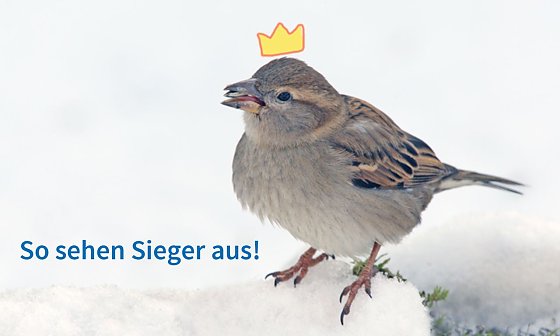 Bild: Das Spatz auf dem ersten Platz