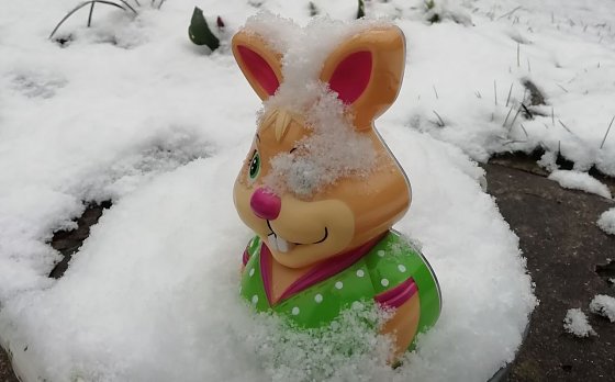 Bild: Osterhase im Schnee in Sophienhof