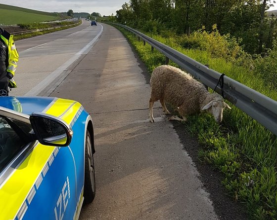 Bild: Schaf auf der Autobahn