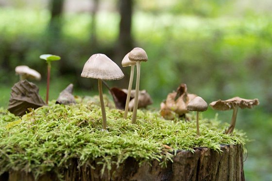 Bild: Waldpilze - in diesem Jahr fast Fehlanzeige