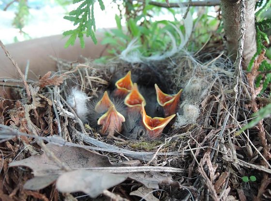 Bild: Nest mit Jungv&ouml;geln